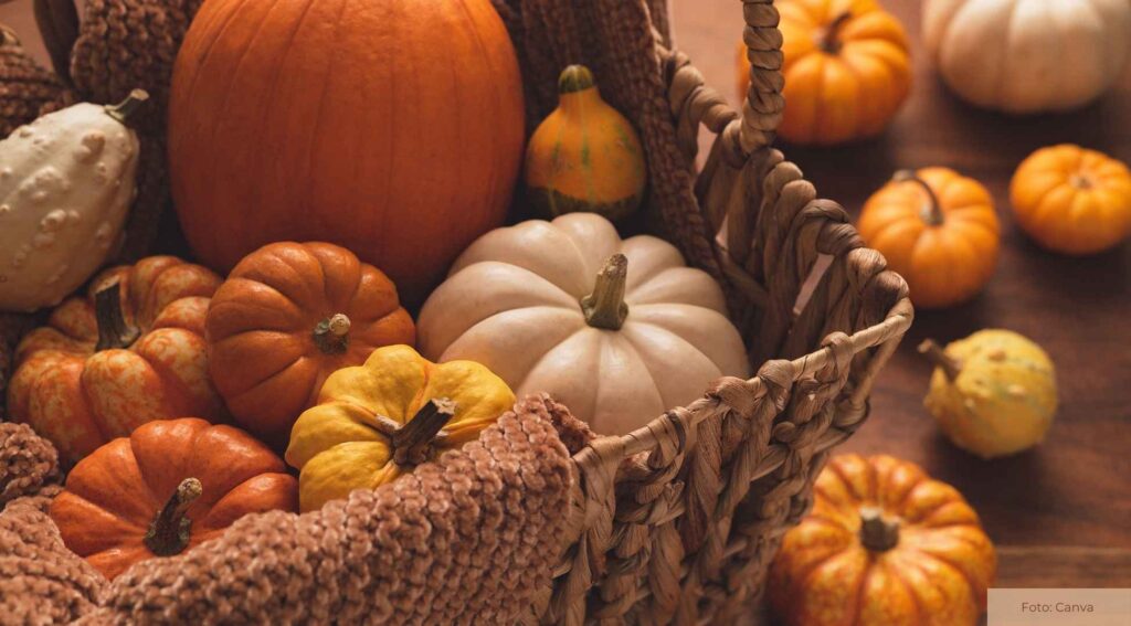 Kürbisse: Das saisonale Highlight mit Vielfalt und Geschmack