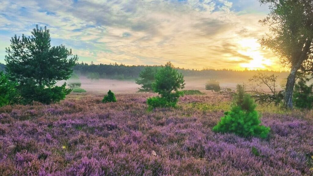 Heideblüte bei SonnenaufgangF (Julia Rosenberger)