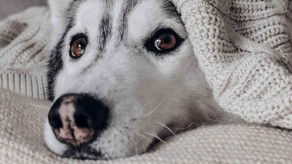 Siberian Husky unter Decke