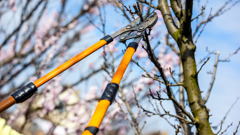 Gehölzpflege – So gelingt der Winterschnitt für Sträucher und Bäume