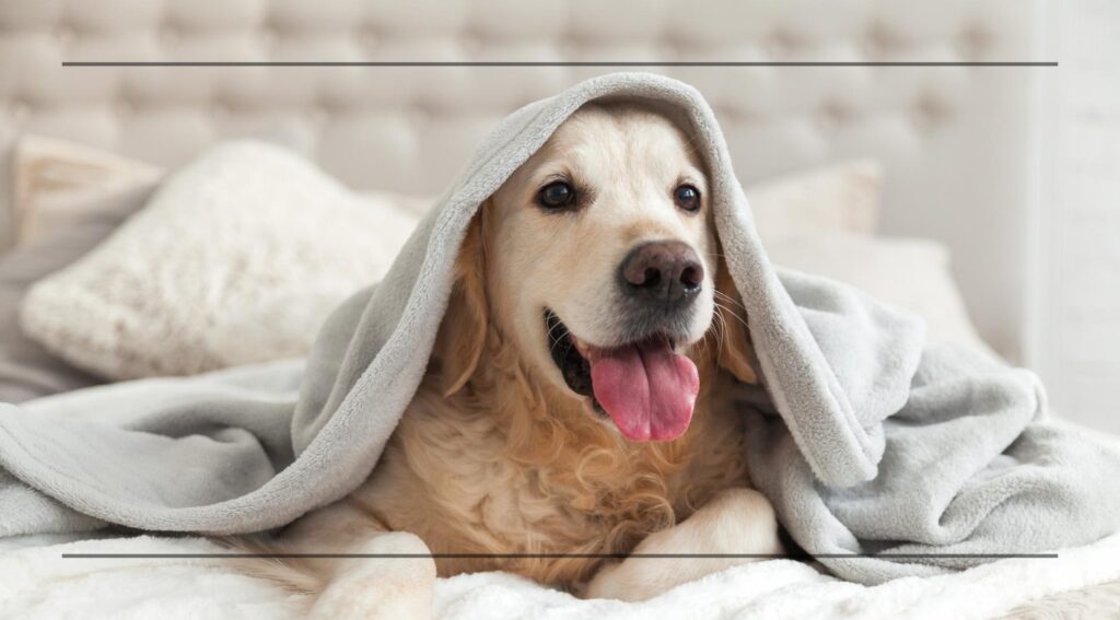 So starten Sie und Ihr Haustier fit in 2025