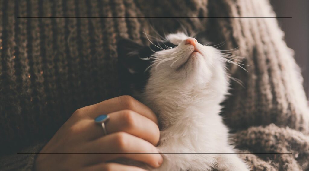 Schon jetzt an den Frühling denken: Tipps für einen sanften Übergang für Ihr Haustier