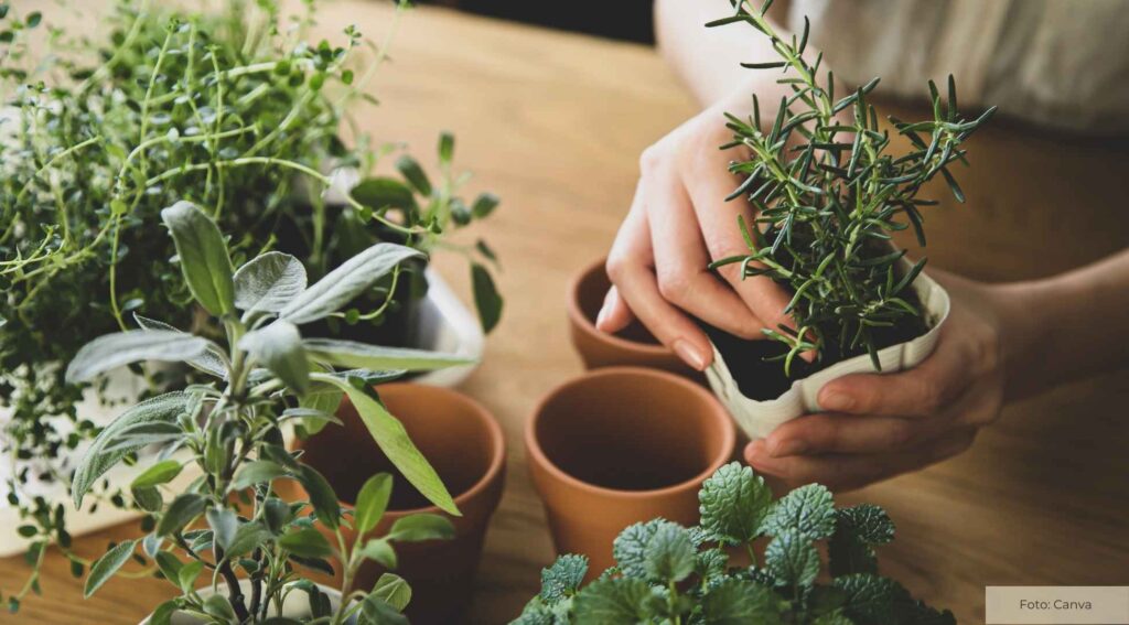 Einen eigenen Kräutergarten anlegen