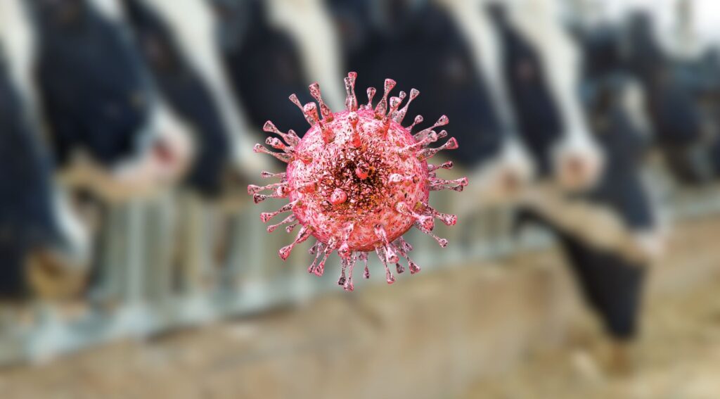 Maul- und Klauenseuche