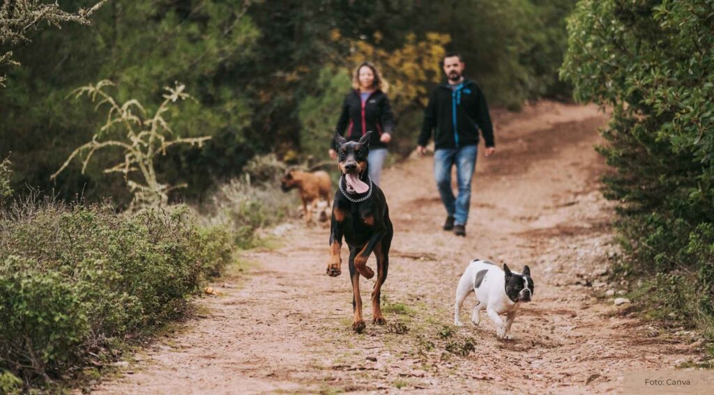 Mit einem Haustier aktiv werden