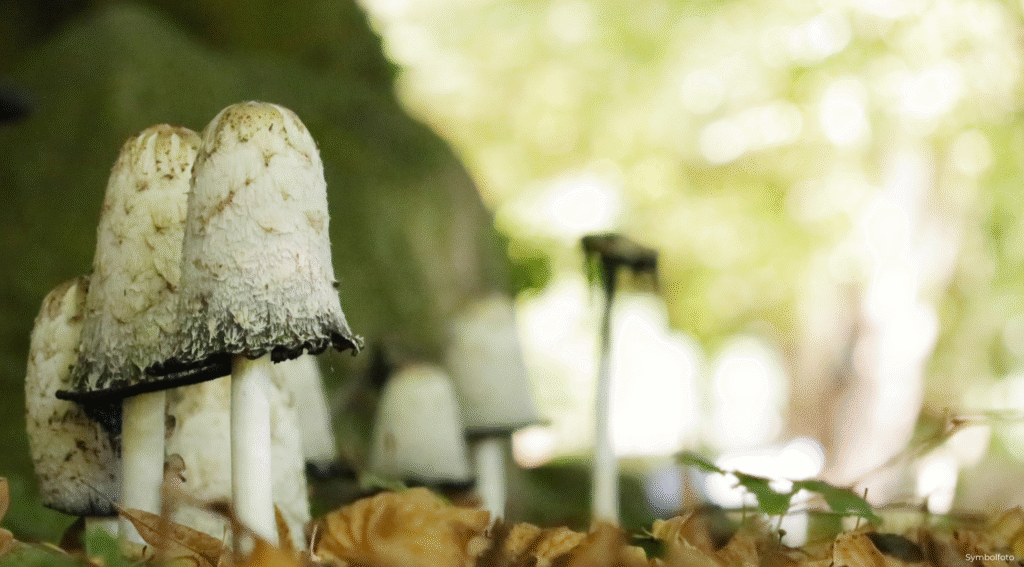 Bürgerbüro ab Mitte Januar an der Kokenmühle