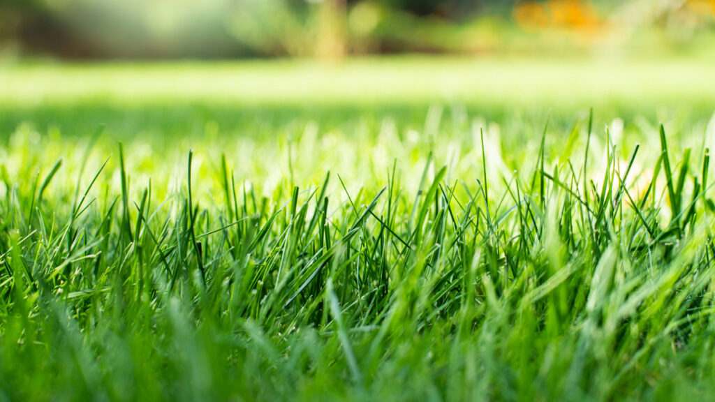 Rasen und Boden – So pflegen Sie Ihren Gartenboden richtig