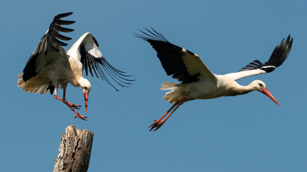 Moorschutz in Deutschland: Ein Schlüssel zum Klimaschutz