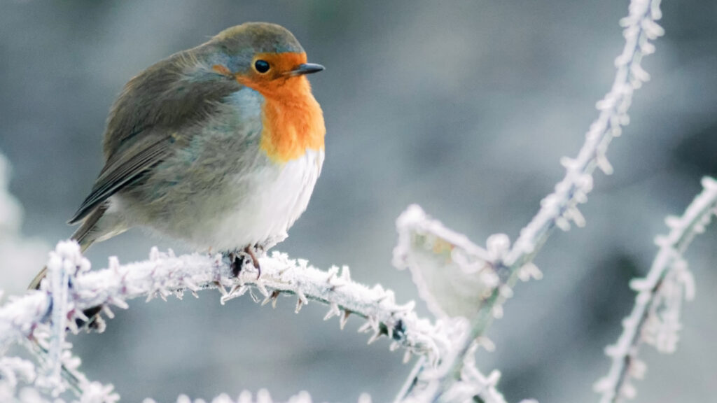 Tierschutz im Garten – Vögel unterstützen, Mäuse fernhalten