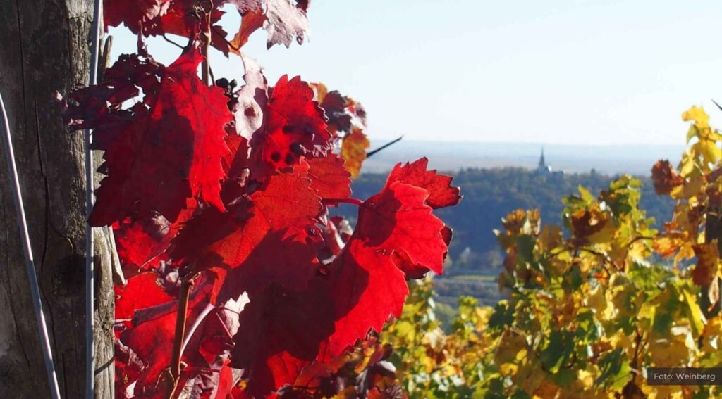 Winzerfest an der Mersmühle – Genuss & Musik erleben
