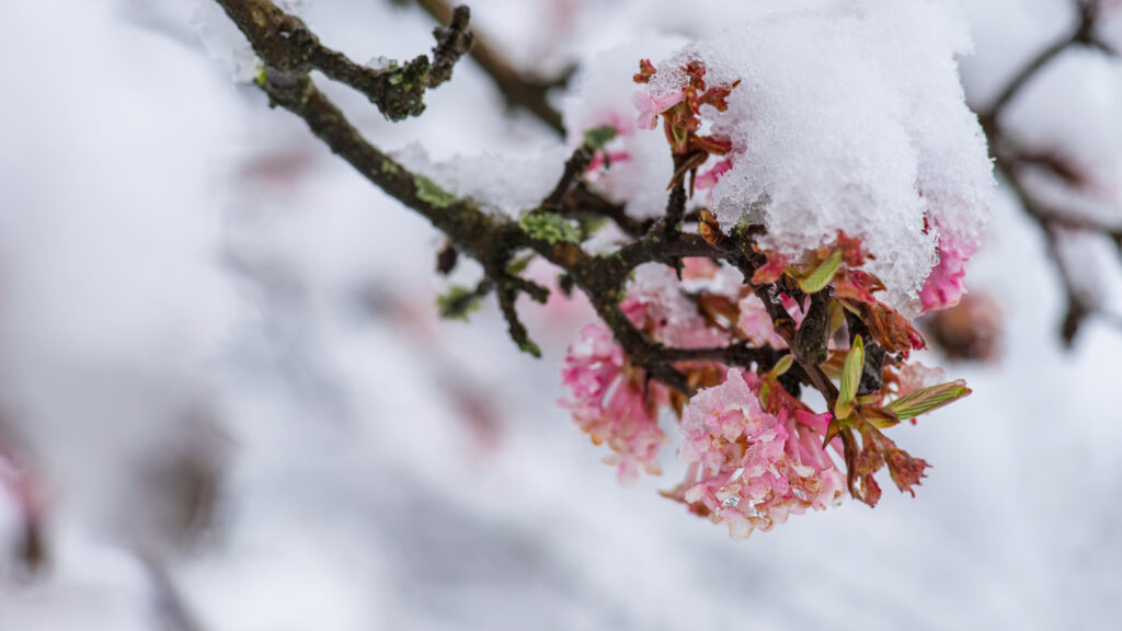 Winterblüher – Farbenpracht in der kalten Jahreszeit