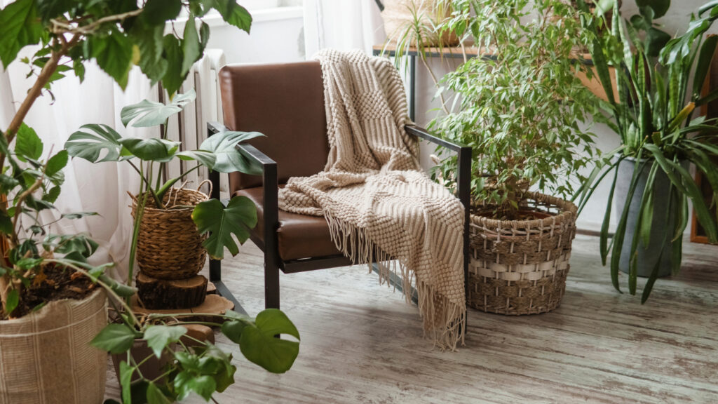 Zimmerpflanzen