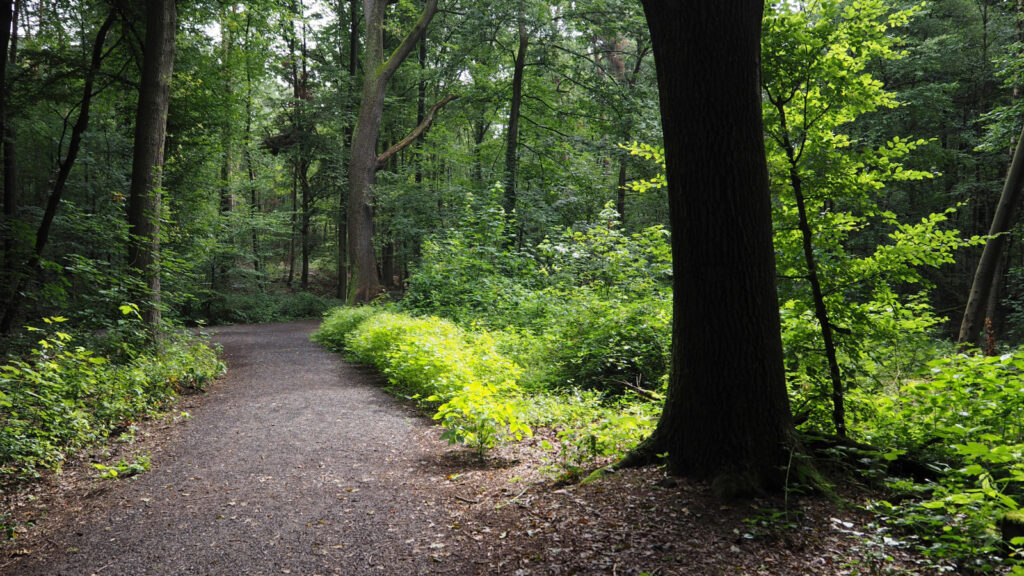 Die Geheimnisse deutscher Wälder: Biodiversität und Mythen