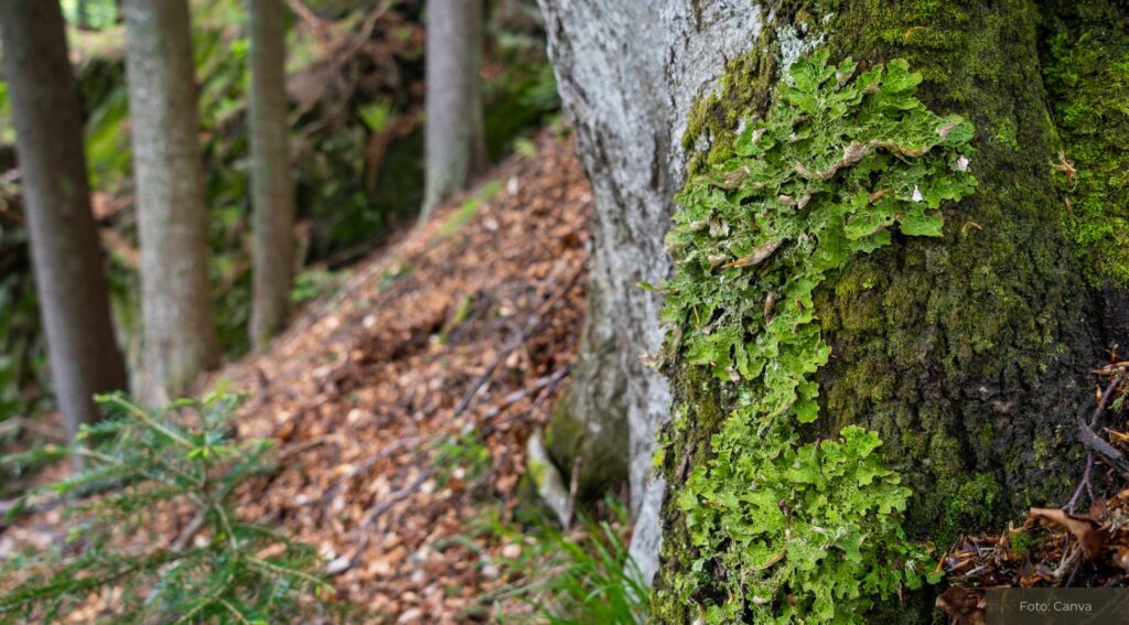 Salzbergens grüne Lunge: Der Walderlebnispfad im Stoverner Wald