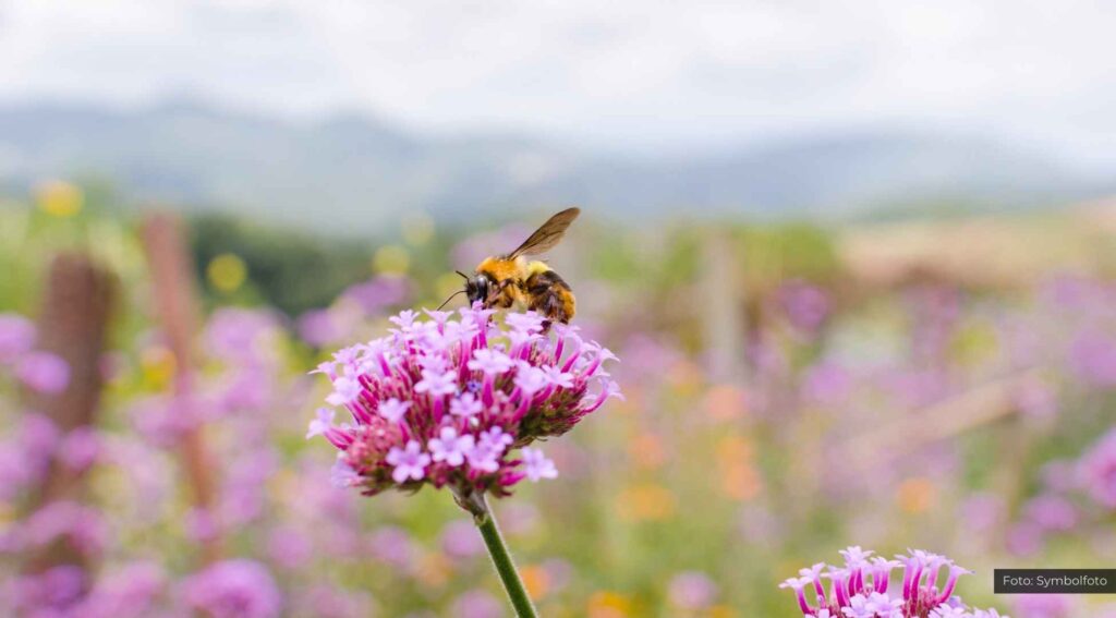 Bienen