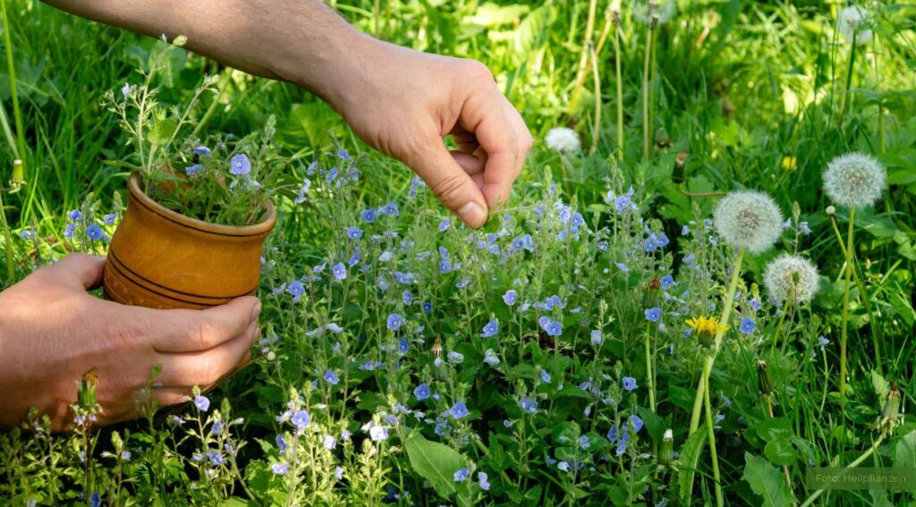 Kräuterseminar – Heilpflanzenwissen für Leib und Seele