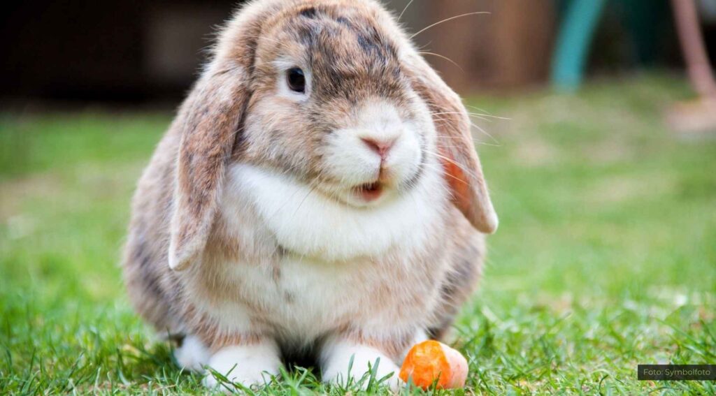 Artgerechte Haltung von Haustieren im Winter: Tipps für Kaninchen, Meerschweinchen und Co.