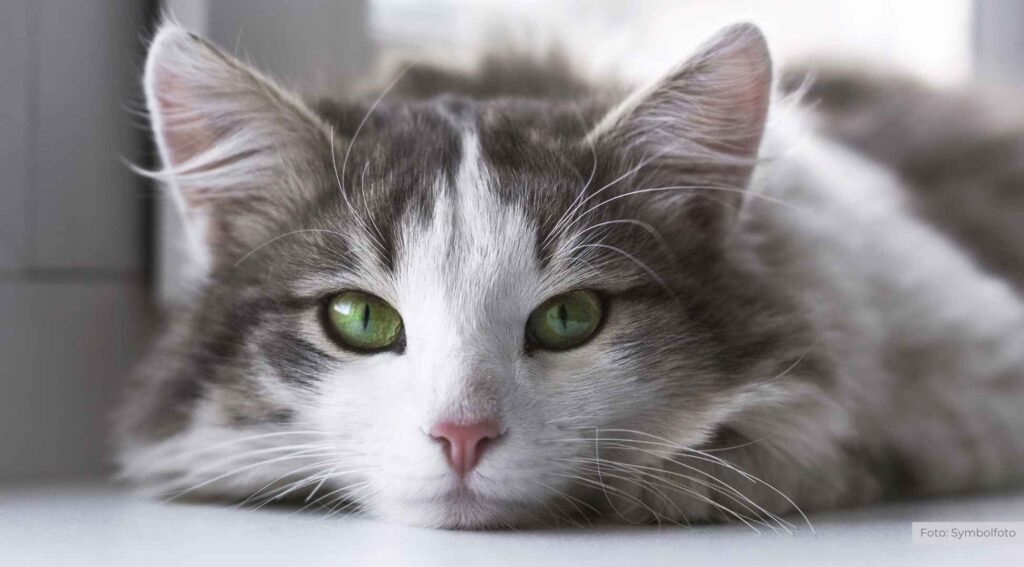 Fellpflege im Winter: So schützen Sie Hund und Katze vor Kälte und Streusalz