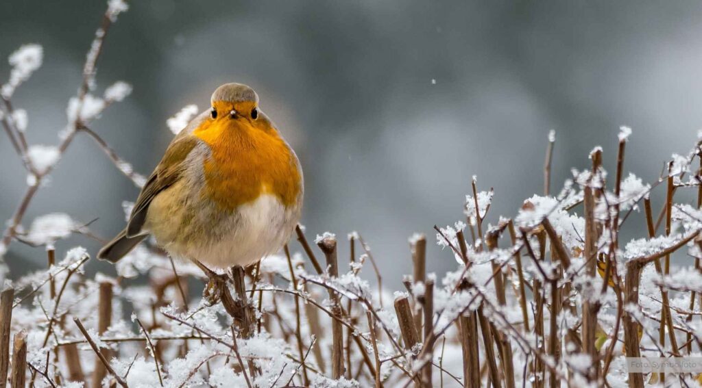 Winterfütterung von Wildtieren: Wann ist es sinnvoll und was muss beachtet werden?