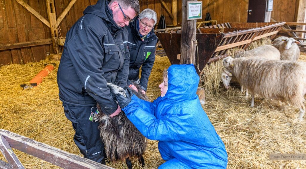 Grafschafter Veterinäramt probt den Ernstfall: Tierseuchenübung zur Maul- und Klauenseuche im Tierpark Nordhorn