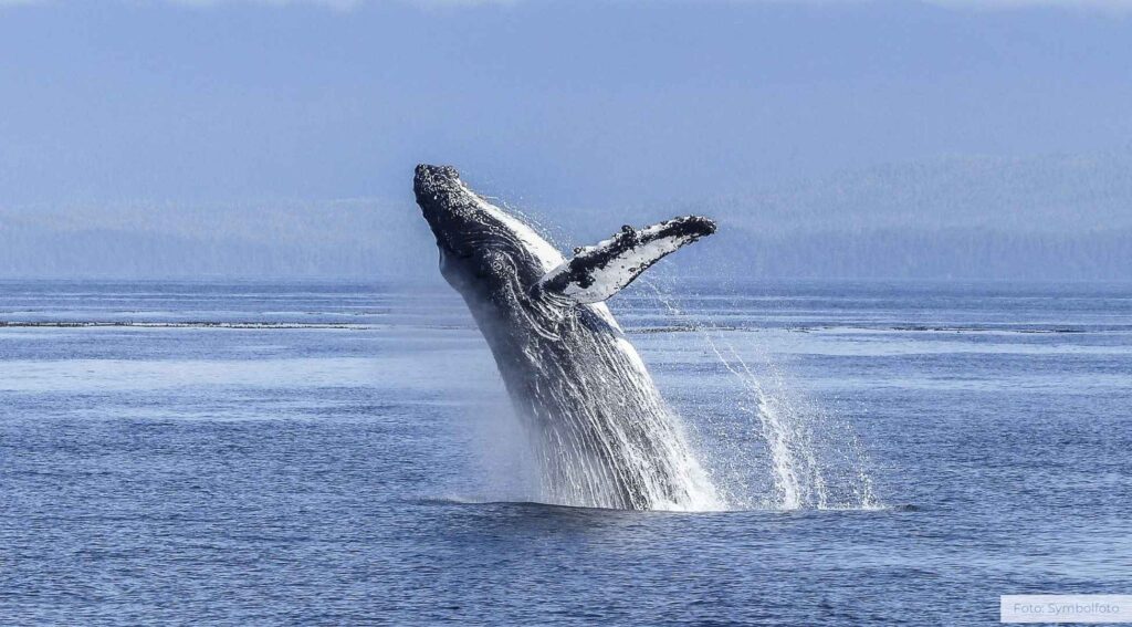 Warum springen Wale? Neue Erkenntnisse über ein faszinierendes Verhalten