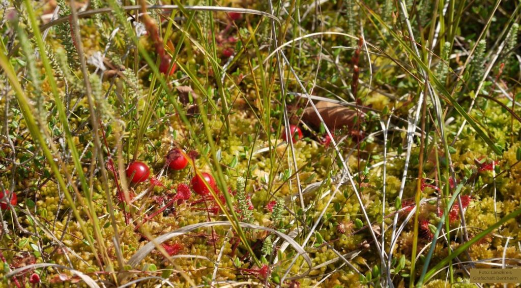 Sanierungsarbeiten im Dalum-Wietmarscher Moor zum Schutz der Hochmoorvegetation