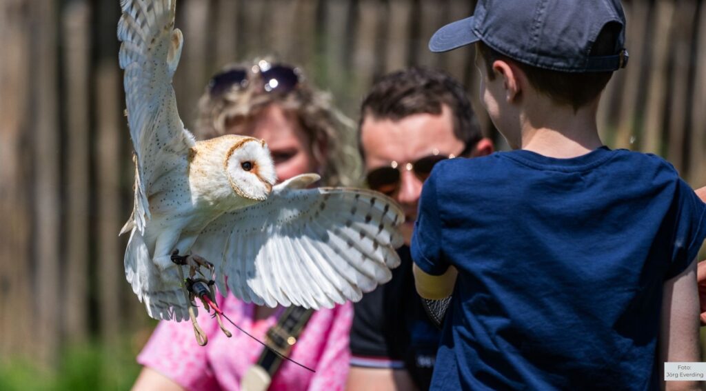 Falknervorführungen im Tierpark Nordhorn starten wieder