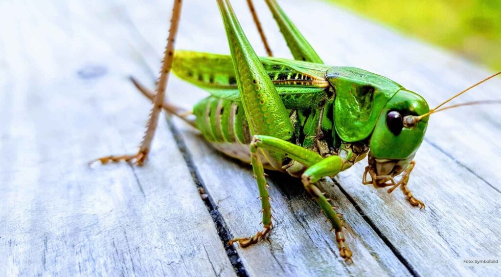 Neue Insektenfoto-Ausstellung im Heuerhaus des Tierparks Nordhorn