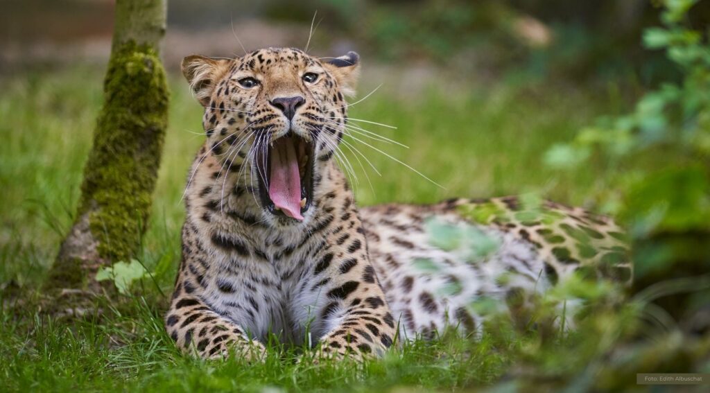 Liebesurlaub für den Artenschutz: Nordhorner Amurleopard reist nach Tschechien