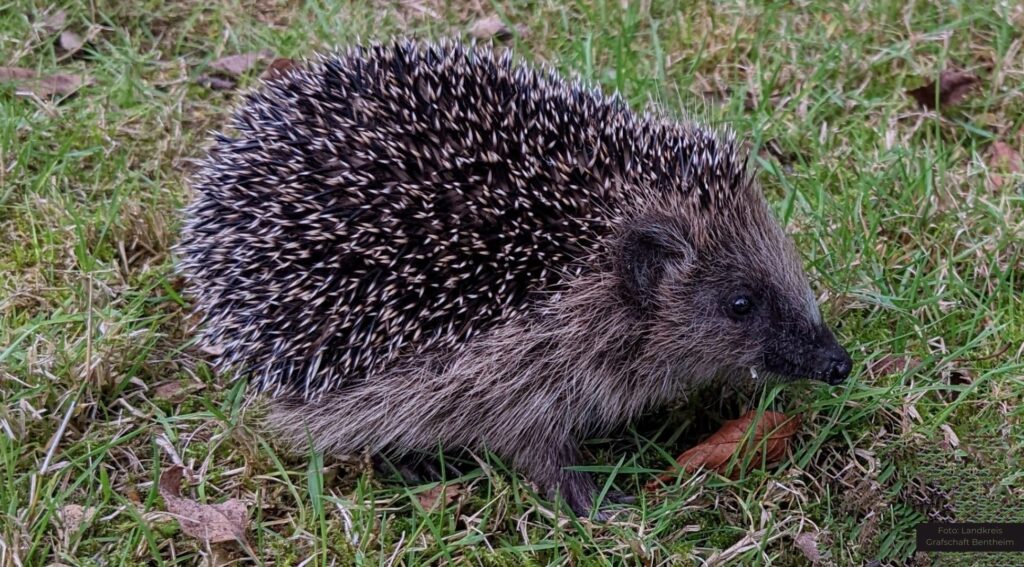 Nächtlicher Einsatz von Mährobotern kann für Igel zur Gefahr werden