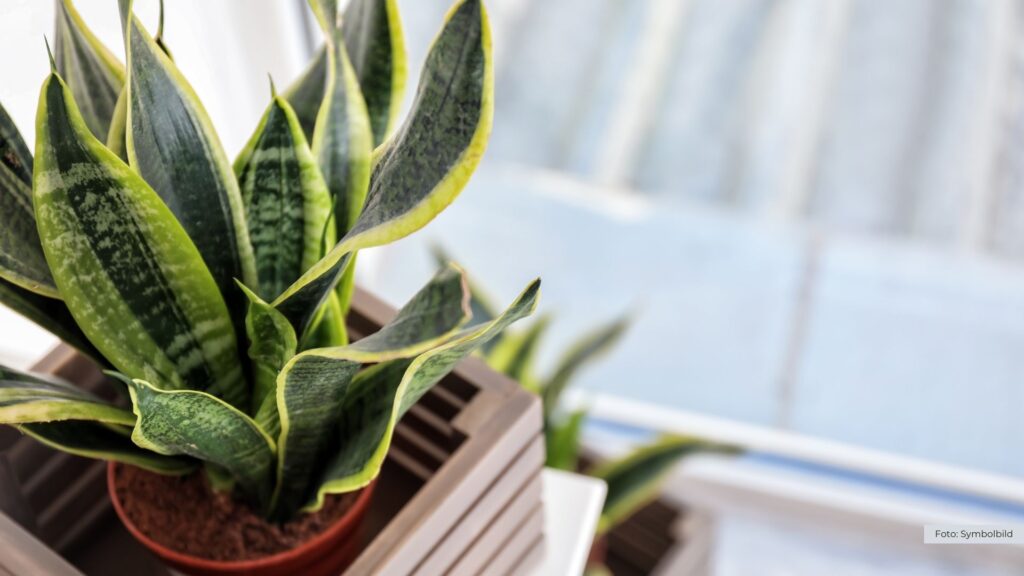 Nachhaltige Pflanzkonzepte im Fokus: bdla lädt zu Pflanzplaner:innen-Gesprächen nach Berlin