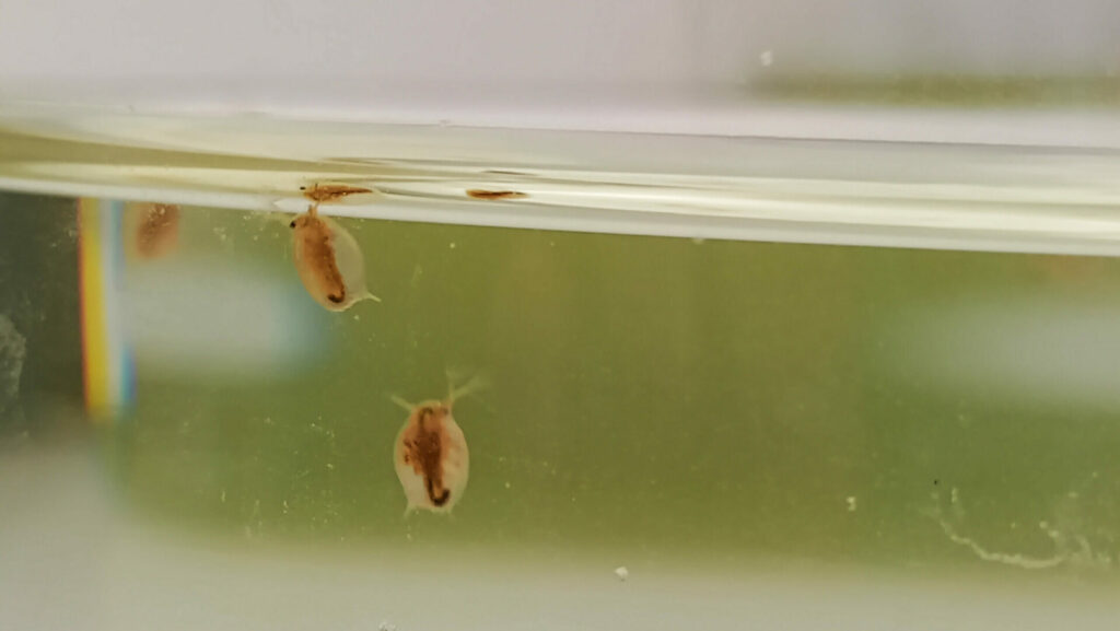 Wasser, Werte und Wissenschaft – Tag des Labors beim NLWKN