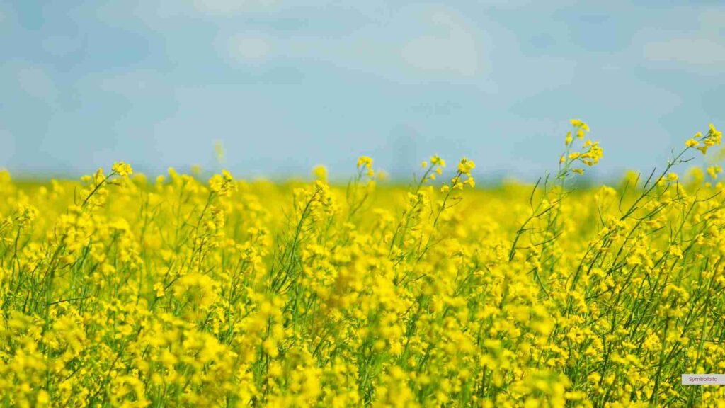 Biodiversität fördern mit Opferraps – Neuer Ansatz startet in Verden