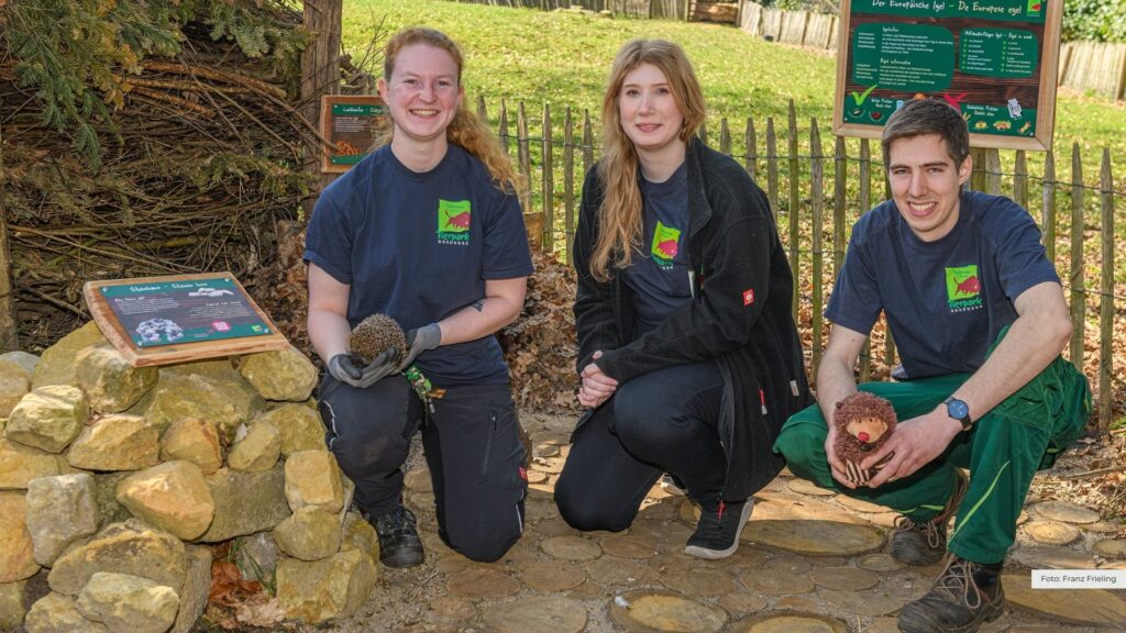 Igelparadies im Tierpark Nordhorn: Azubi-Projekt setzt Zeichen für den Artenschutz