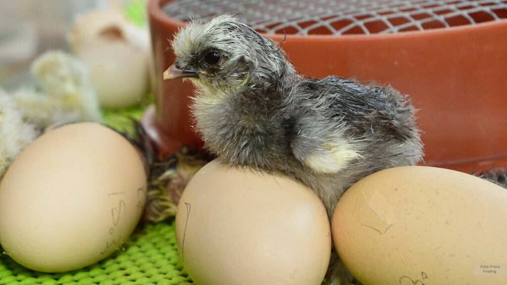 Frühlingserwachen im Tierpark Nordhorn: Mehr als 100 Jungtiere begeistern Besucher
