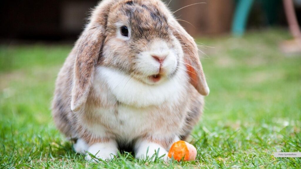 Osterzeit ist Fellwechselzeit – So unterstützt du dein Kaninchen richtig