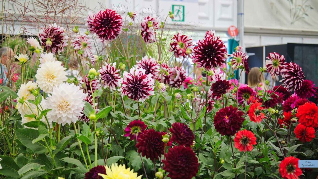 Landesgartenschau 2023 gewinnt Deutschen Landschaftsarchitektur-Preis 2025