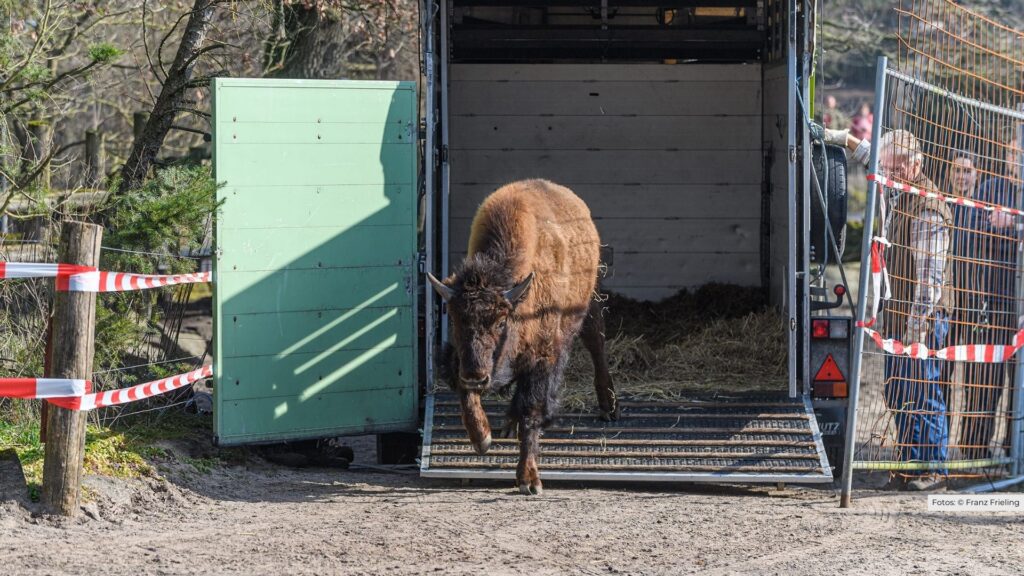 Neuzugang bei den Wappentieren im Tierpark Nordhorn: Waldbison aus Hannover verstärkt die Herde