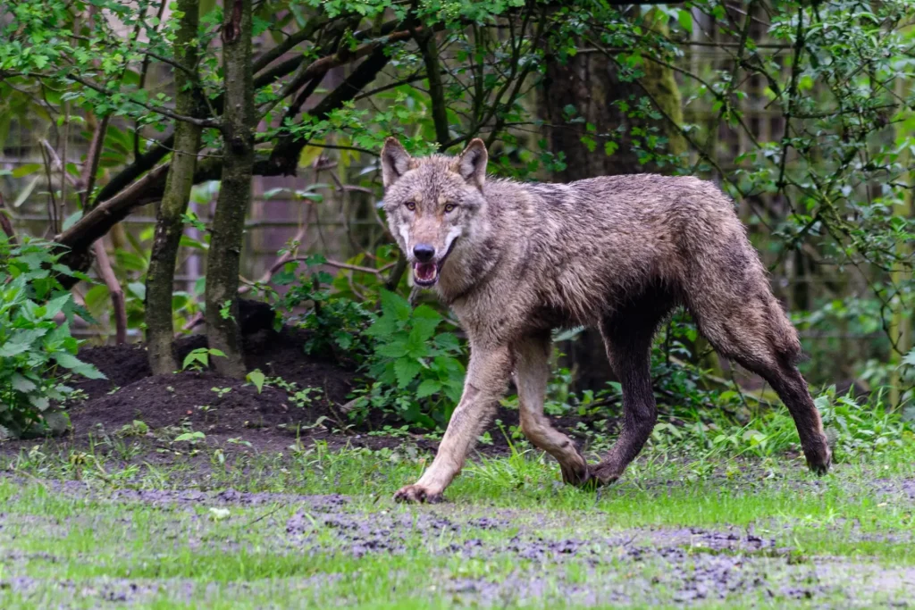 Der Wolf ist zurück: Tierpark Nordhorn eröffnet neue Wolfsanlage