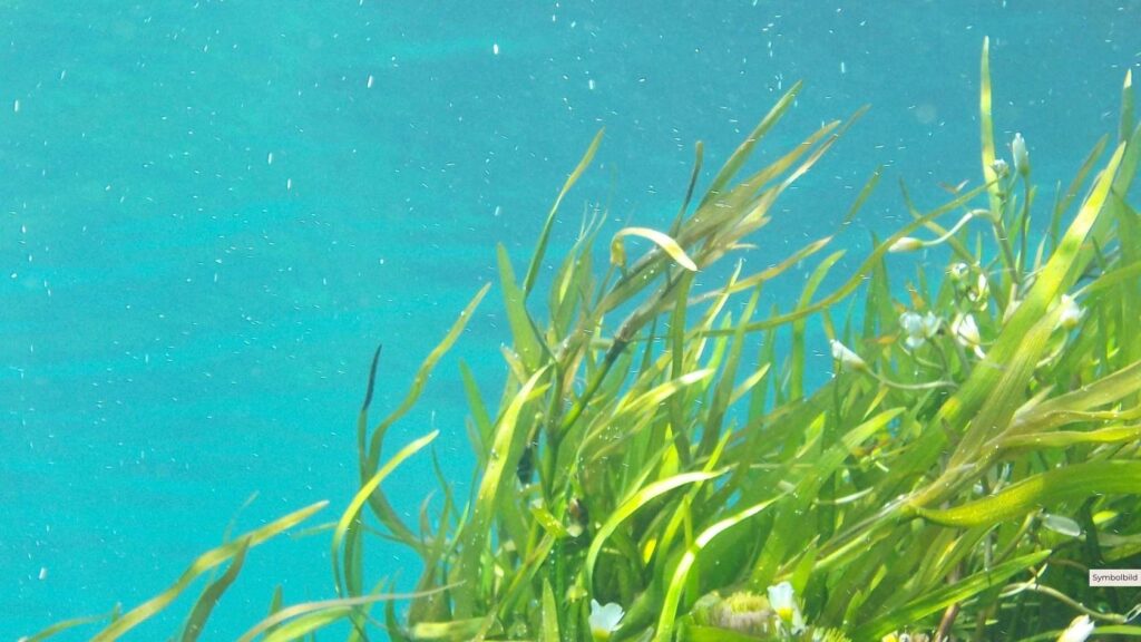 Niedersachsen fördert Seegras- und Salzwiesen – Natürlicher Klimaschutz an der Nordseeküste