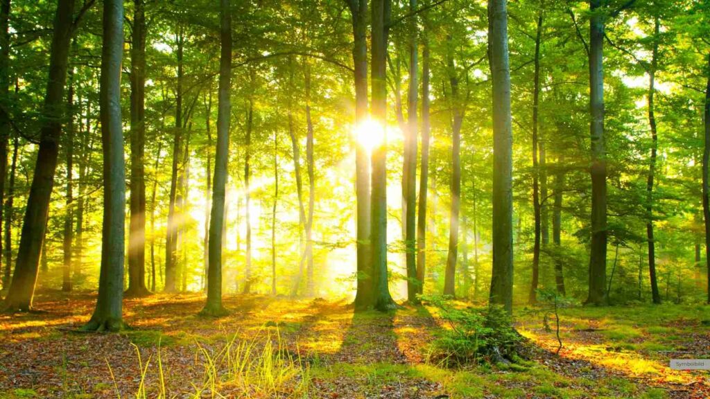 Natur auf dem Bildschirm: Wie Videos von Wald und Wiese Schmerzen lindern