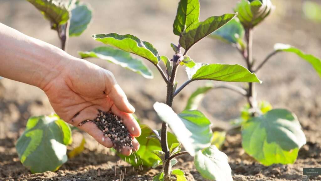 Nitratinitiative warnt: Geplante Änderungen im Düngerecht gefährden Gewässerschutz
