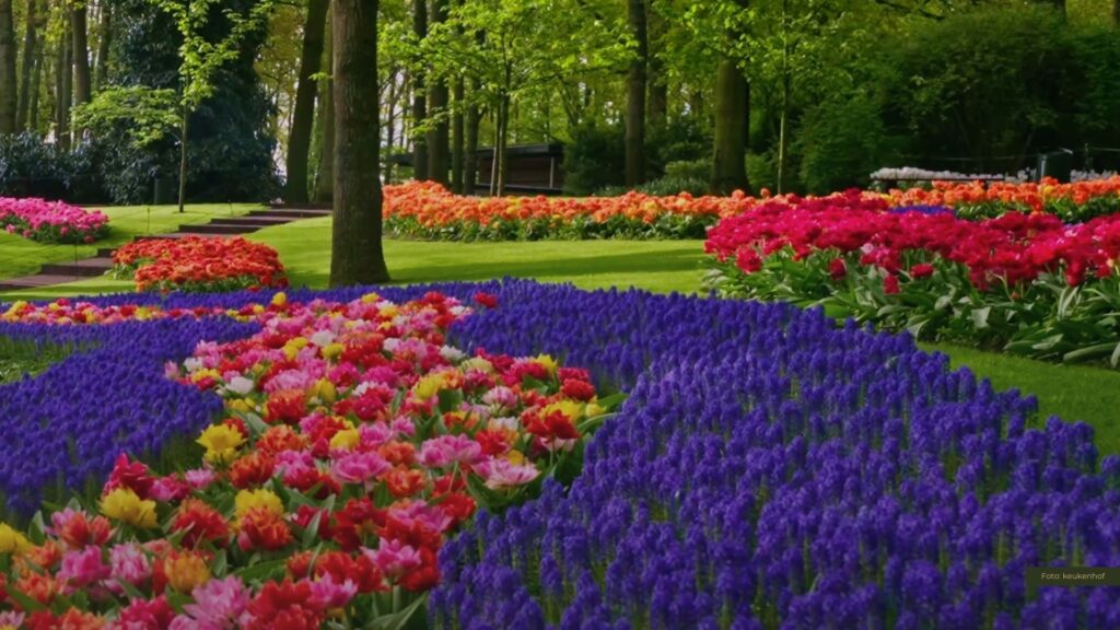 Tulpenblüte im Mai: Farbenmeer im Keukenhof und rund um Lisse erleben