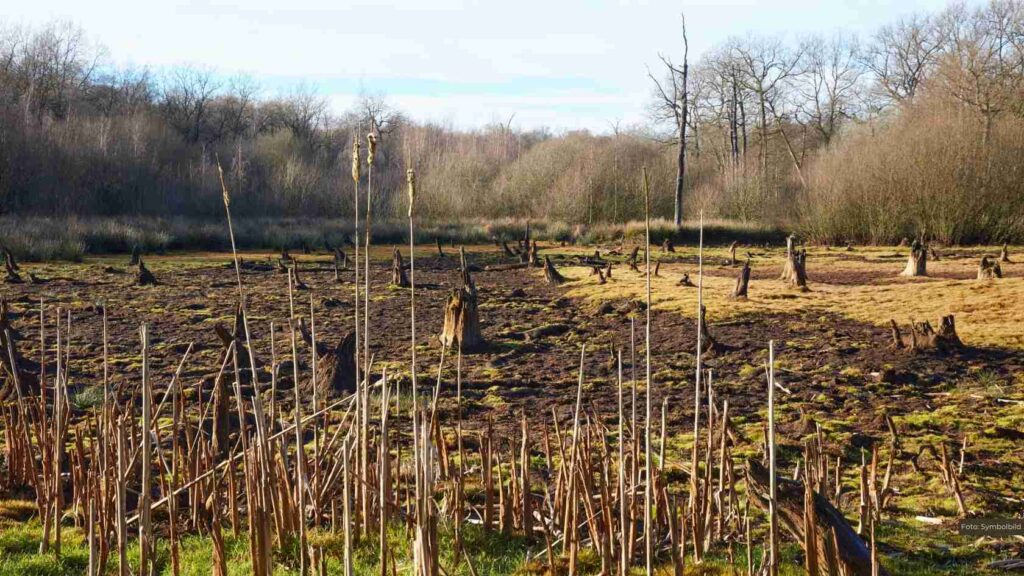 Natur hautnah erleben: Führung durchs Hochmoor in Twist