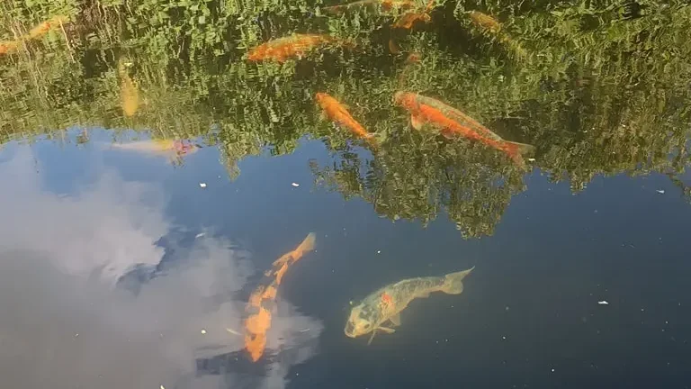Koiteiche im Fokus – Parasitenbehandlung durch Fachkraft gestartet