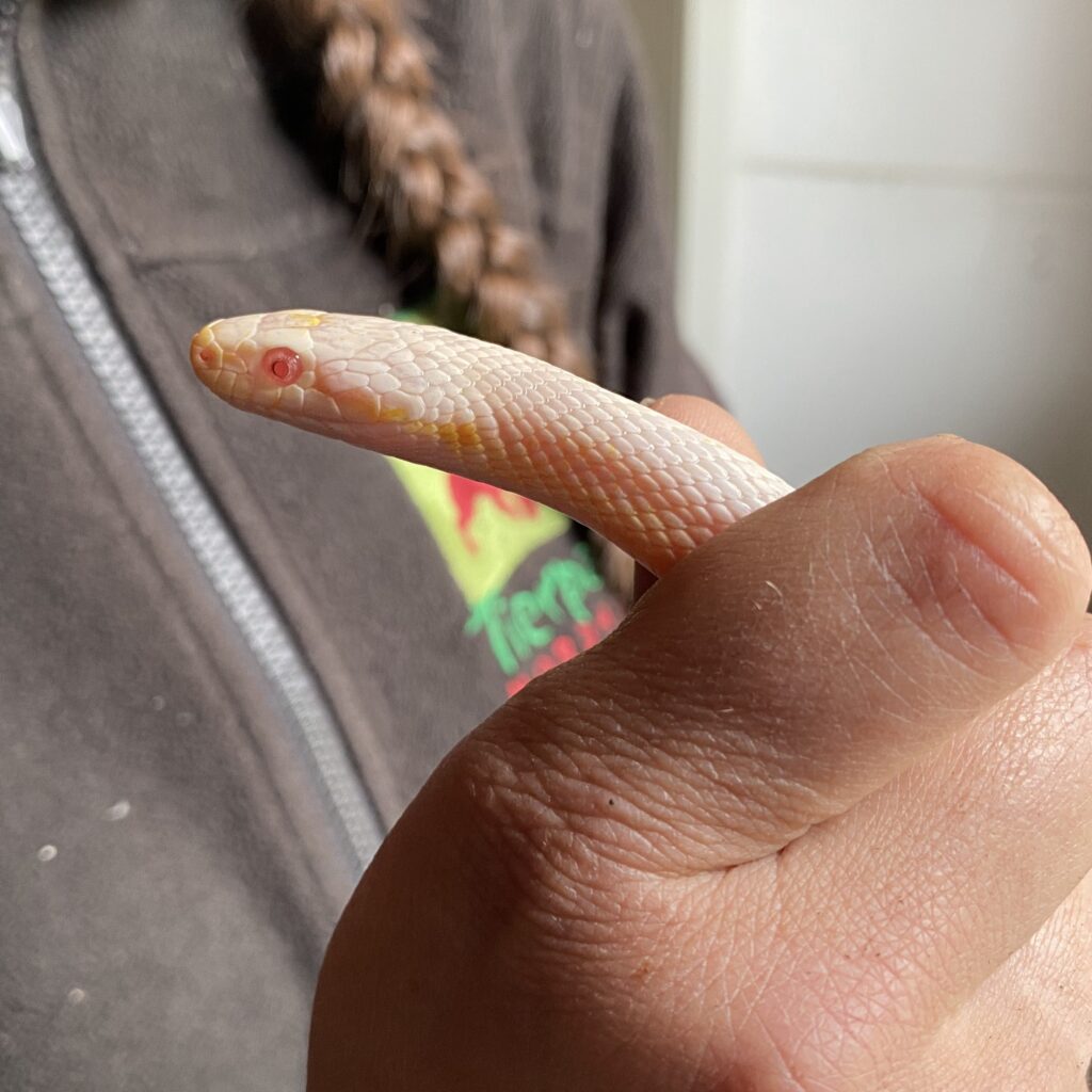 Ausgebüxt und aufgefunden: Tierpark Nordhorn sucht Besitzer von Schildkröte und Schlange