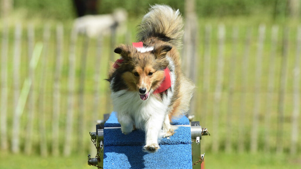 Hundeliebhaber aufgepasst: Großer Hundetag im Tierpark Nordhorn am 18. Mai