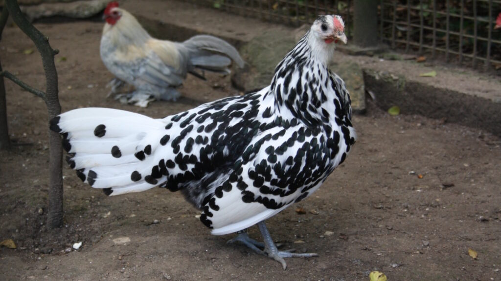 Sprenkelhühner – scheu, robust und fleißige Leger