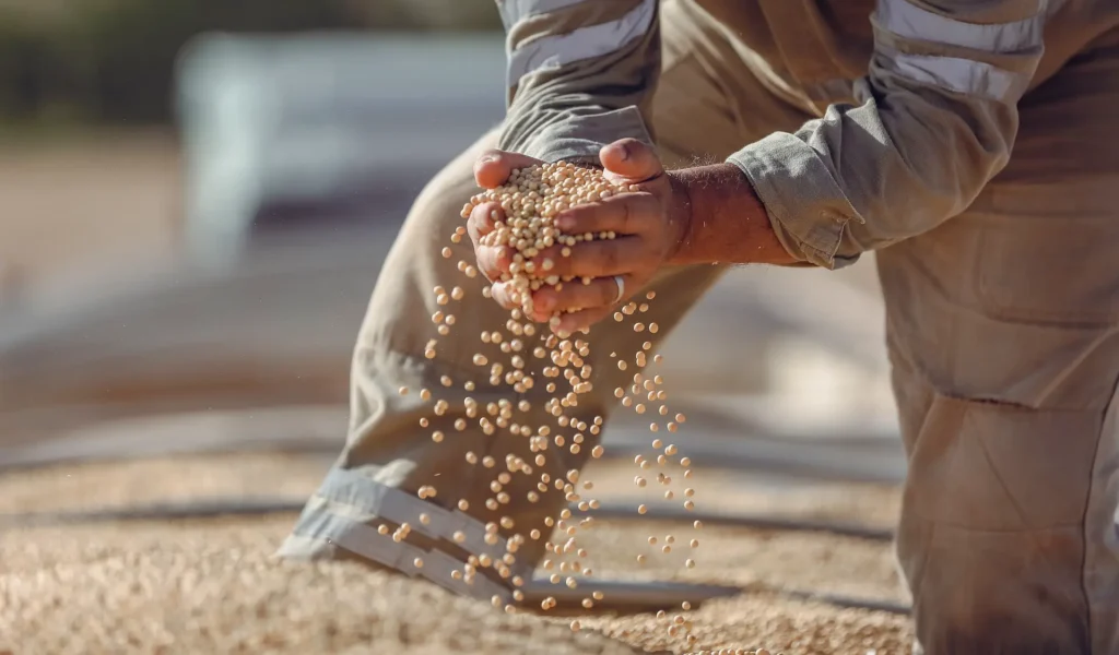 Sojabohne als Wegbereiterin der Globalisierung