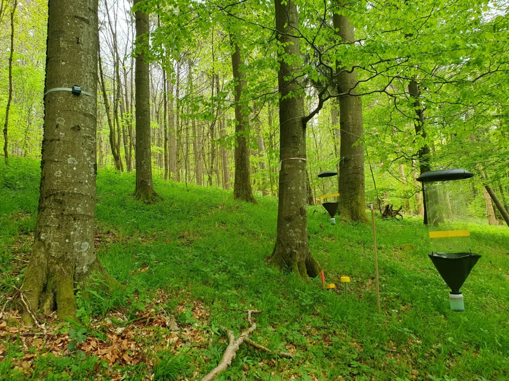 Hannover/Hann. Münden: NLWKN und NW-FVA intensivieren Zusammenarbeit für besseres Biodiversitäts-Monitoring in Niedersachsens Wäldern